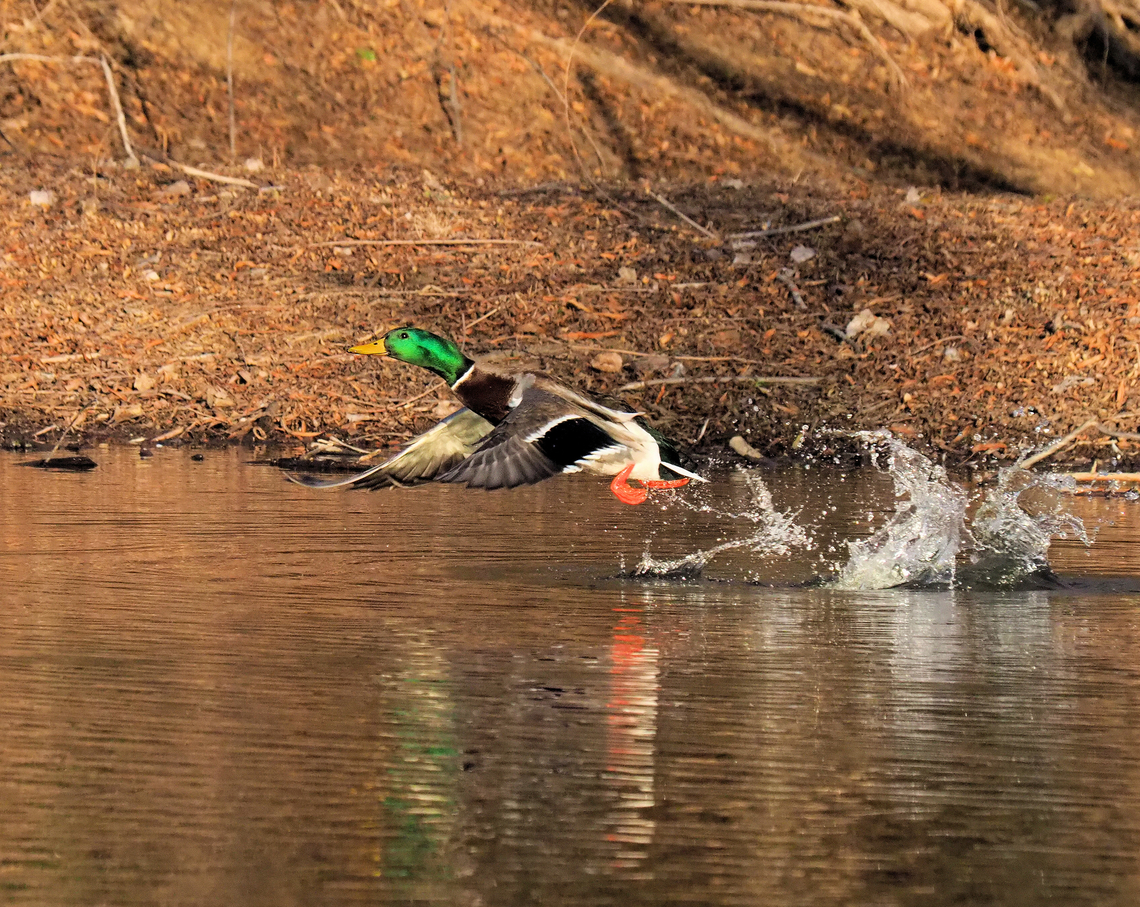 Splashy take-off Drake mallard gets airborne Anas platyrhynchos,Mallard