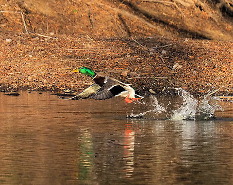 Splashy take-off Drake mallard gets airborne Anas platyrhynchos,Mallard