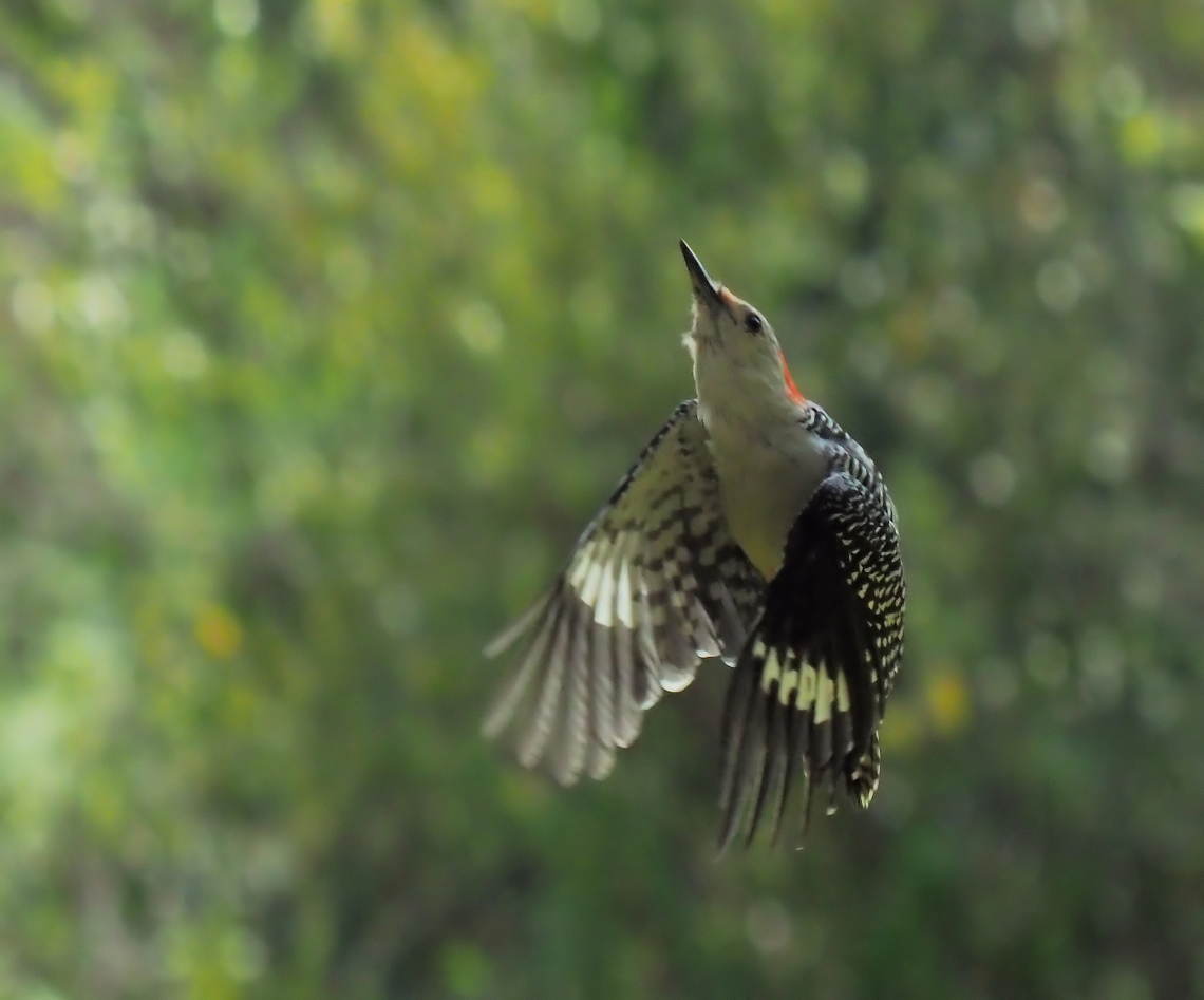 In Flight, a Red-Bellied Woodpecker  Melanerpes carolinus,Red-bellied Woodpecker