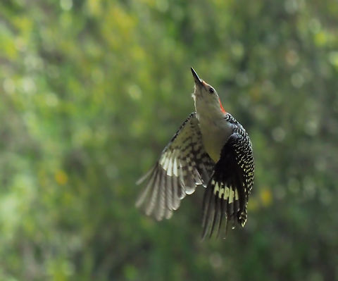 In Flight, a Red-Bellied Woodpecker  Melanerpes carolinus,Red-bellied Woodpecker