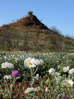 Southwestern prickly poppy. "these are 3-5 inches across, white with yellow centers" "Delicate wrinkled petals that look like crepe paper" Argemone pleiacantha,Southwestern prickly poppy