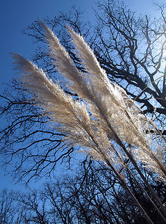 Pampas Grass in Texas Cortaderia sp or Cortaderia selloana Cortaderia selloana,Pampas Grass