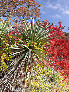 Yucca viewed in N. Texas yucca