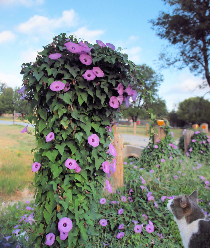 Morning Glory on post lavender color, N. Texas Common Morning Glory,Ipomoea purpurea