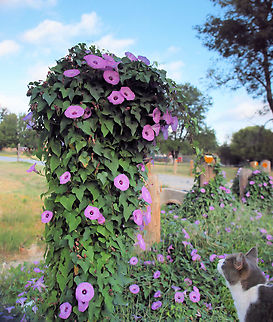 Morning Glory on post lavender color, N. Texas Common Morning Glory,Ipomoea purpurea