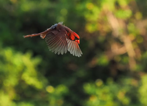 Northern Cardinal Male wings ready for landing Cardinalis cardinalis,Northern Cardinal