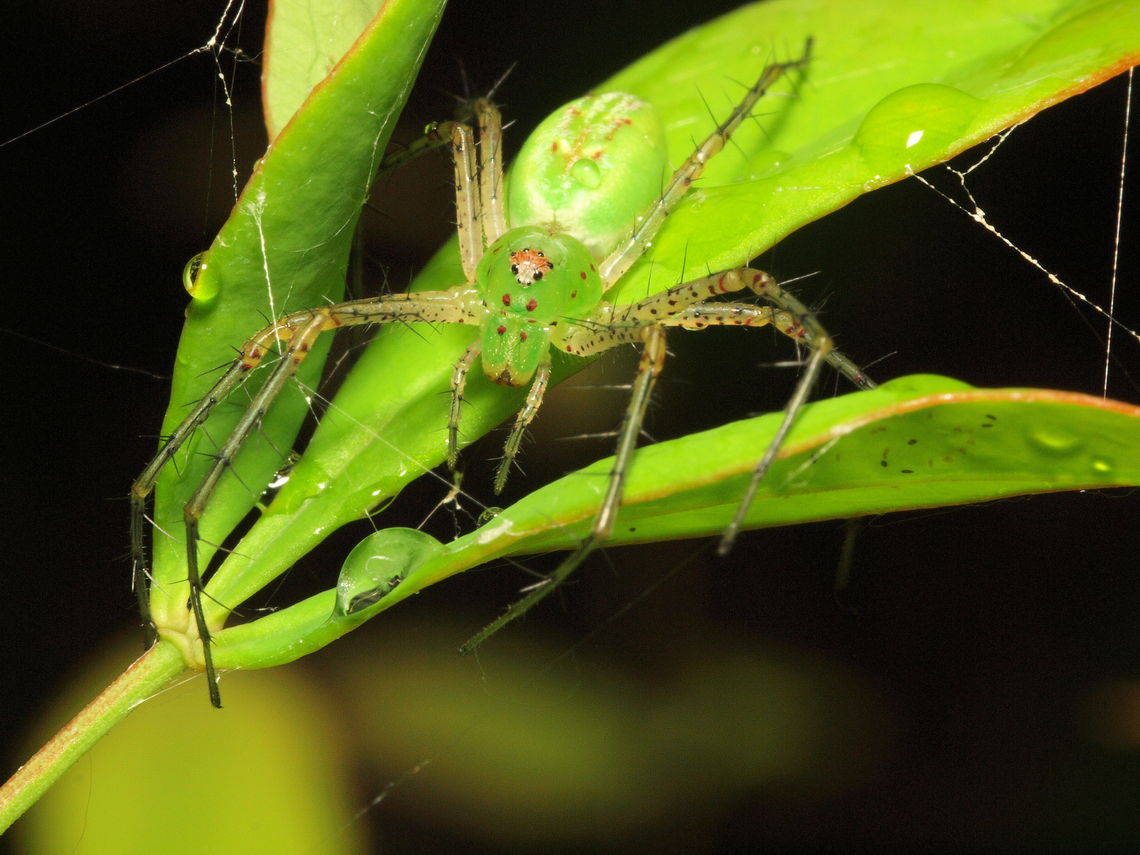 Green Lynx family Oxyopidae Green lynx spider,Peucetia viridans