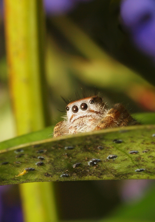 Jumper Cutie possibly young  Phidippus mystaceus young jumping spiders