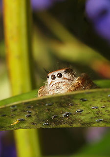 Jumper Cutie possibly young  Phidippus mystaceus young jumping spiders