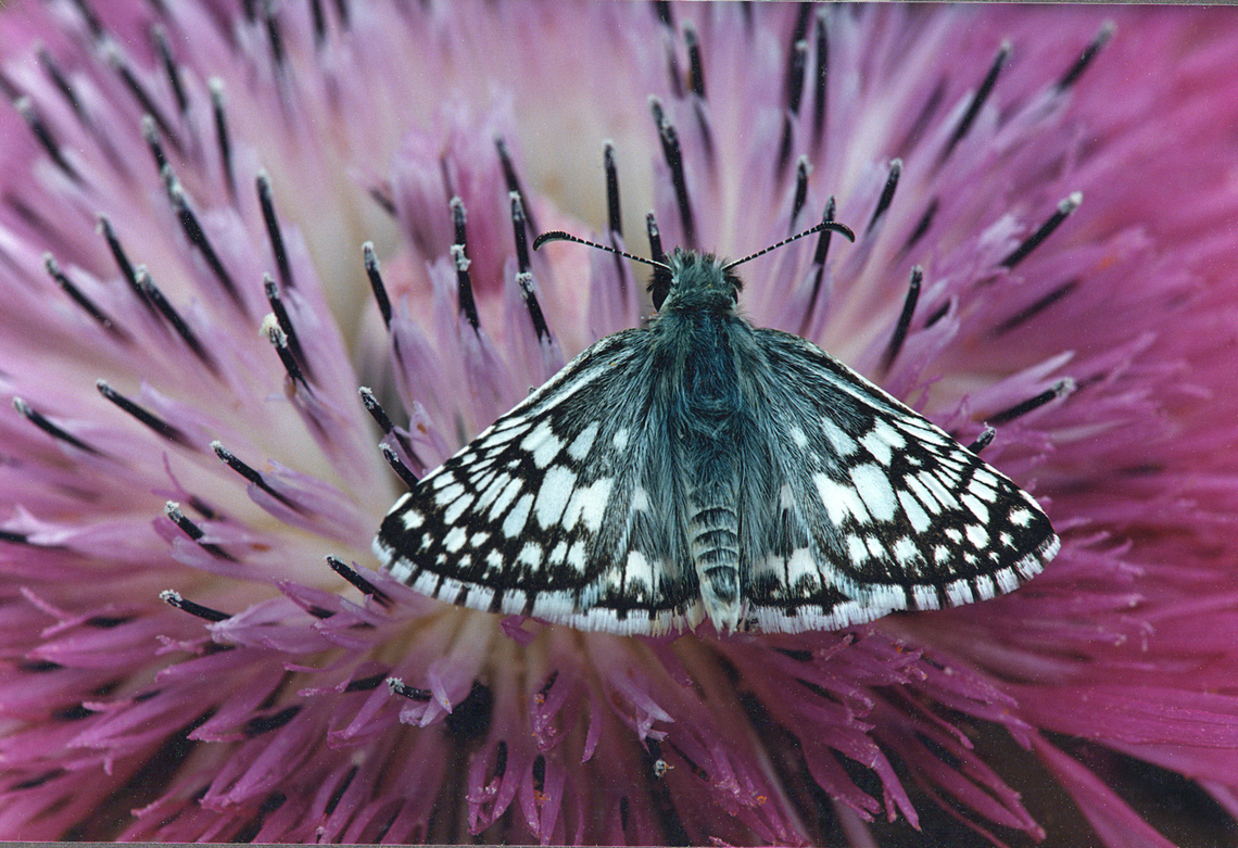 A Spotted Skipper on Thistle family Hesperiidae?, viewed in north Texas Burnsius philetas,black and white skipper,burnsius sp