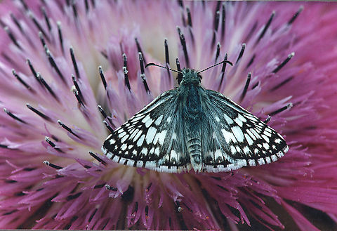 A Spotted Skipper on Thistle family Hesperiidae?, viewed in north Texas Burnsius philetas,black and white skipper,burnsius sp
