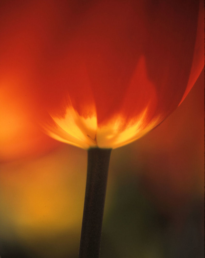 Poetic Tulip  Tulip,Tulipa