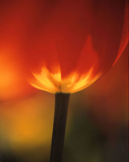 Poetic Tulip  Tulip,Tulipa