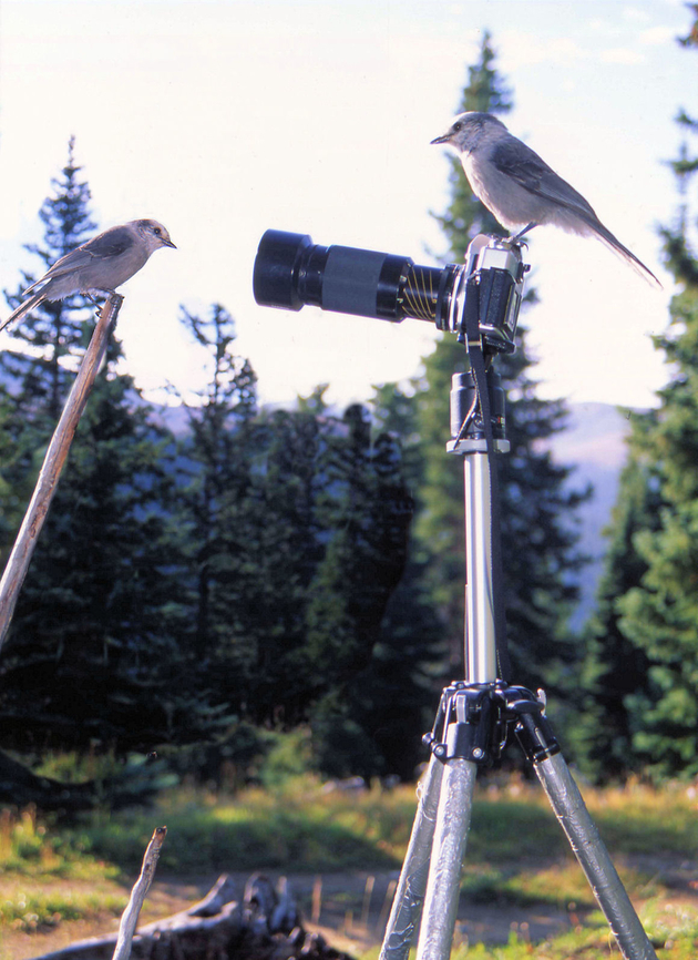 Okay! Now watch the birdie Gray jays at Colorado camp near  Breckenridge. Canada jay,Perisoreus canadensis