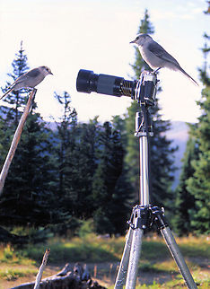 Okay! Now watch the birdie Gray jays at Colorado camp near  Breckenridge. Canada jay,Perisoreus canadensis