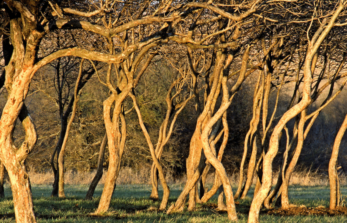 possumhaw tree trunks North Texas Ilex decidua,Possumhaw,Viburnum nudum