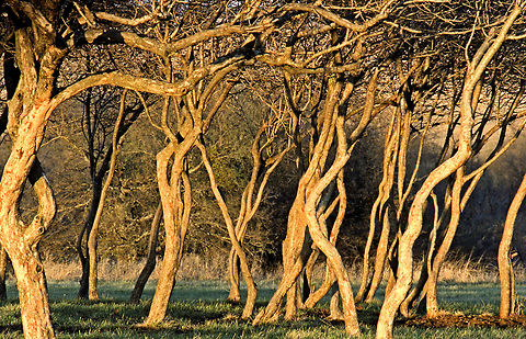 possumhaw tree trunks North Texas Ilex decidua,Possumhaw,Viburnum nudum