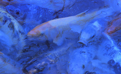Koi Fish Photographed at Fort Worth Japanese Gardens. Koi fish