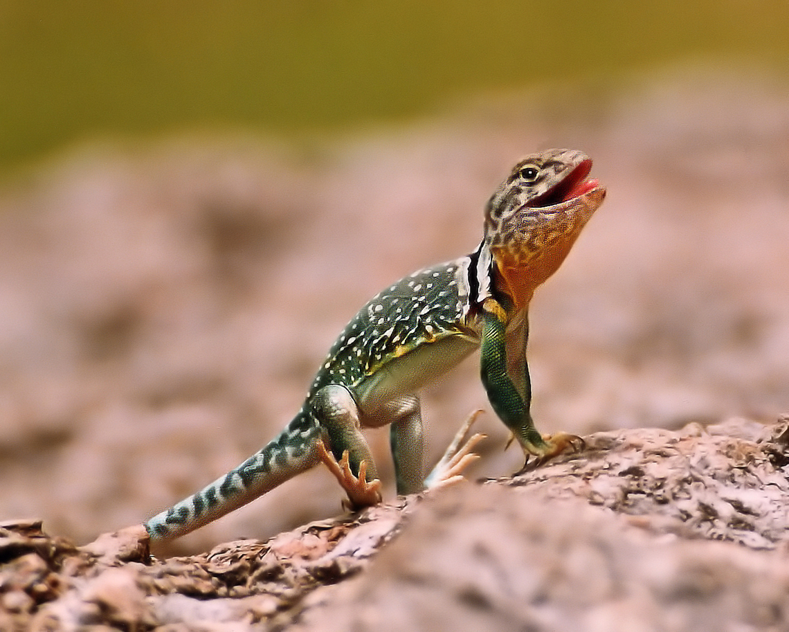 Collard Lizard Photographed in Arbuckle Mtns of Oklahoma near Turner Falls. Crotaphytidae,Crotaphytus collaris,Eastern collared lizard