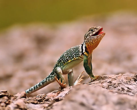 Collard Lizard Photographed in Arbuckle Mtns of Oklahoma near Turner Falls. Crotaphytidae,Crotaphytus collaris,Eastern collared lizard