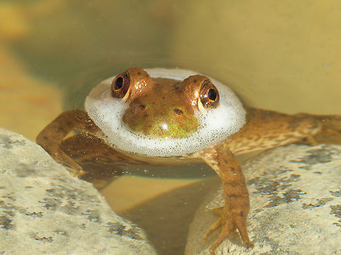 Foamy Froggy young bullfrog?  Residential pond in N. Texas American bullfrog,Lithobates catesbeianus,frogs