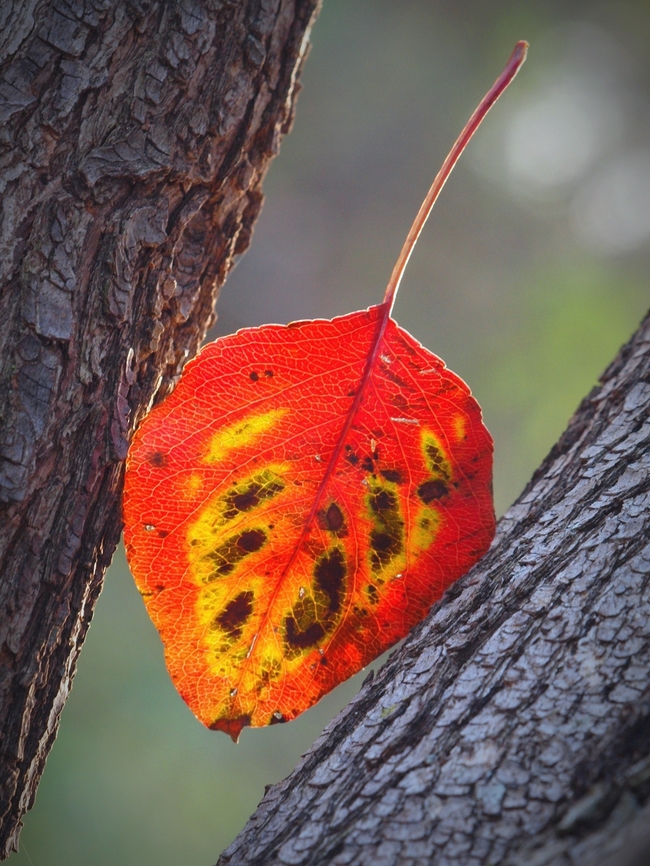 Leaf: Bradford Pear Tree Branches cradle a fallen leaf Pyrus calleryana