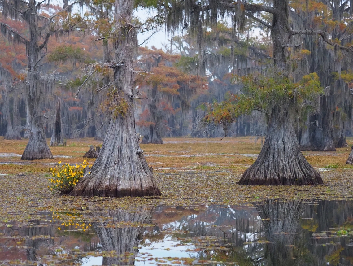 Giant salvinia (salvinia molesta) Caddo Lake State Park in East Texas.. Invasive species         Giant Salvinia,Salvinia molesta
