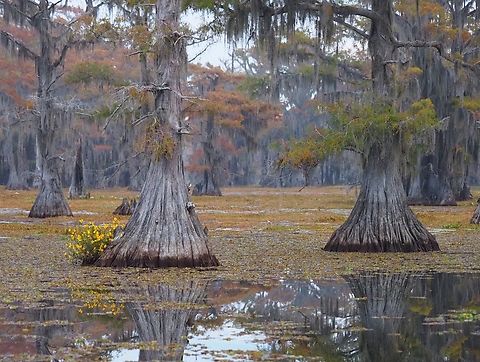 Giant salvinia (salvinia molesta) Caddo Lake State Park in East Texas.. Invasive species Giant Salvinia,Salvinia molesta