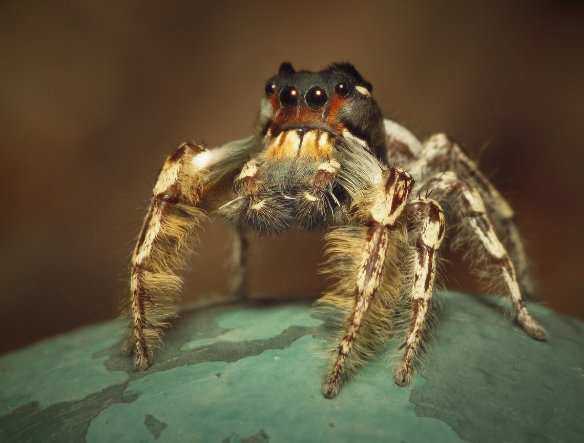 “High Clearance”.  P. Putnami Male jumping spider.  Phidippus Putnami Phidippus putnami,Putnam's Jumping Spider