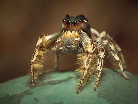 &ldquo;High Clearance&rdquo;.  P. Putnami Male jumping spider.  Phidippus Putnami Phidippus putnami,Putnam's Jumping Spider