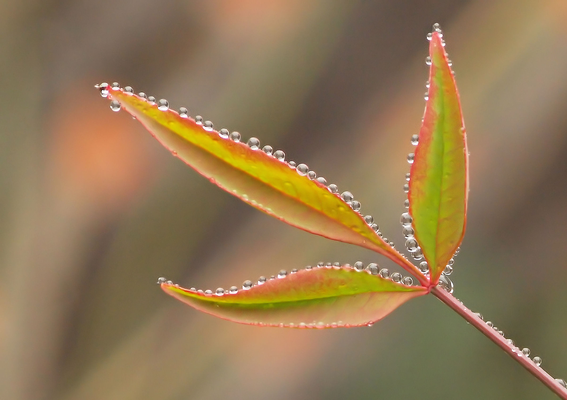 nandina domestica after the rain Nandina,Nandina domestica