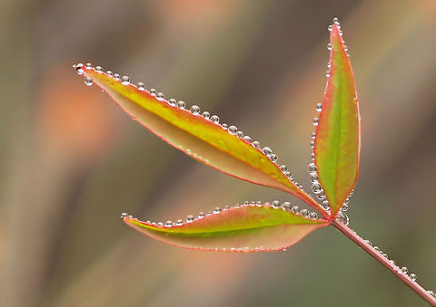 nandina domestica after the rain Nandina,Nandina domestica