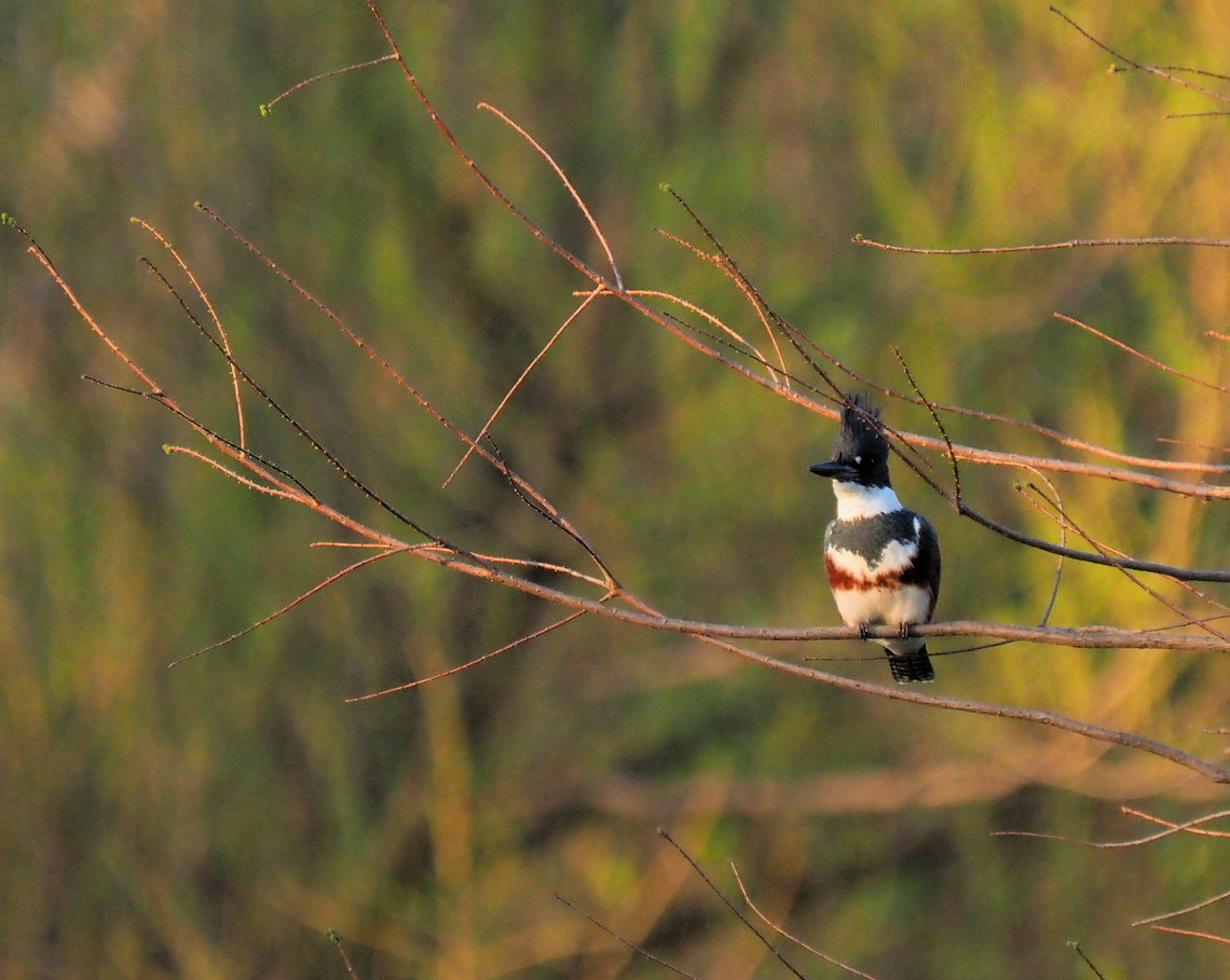 Belted Kingfisher photographed in Argyle, TX Belted kingfisher,Megaceryle alcyon