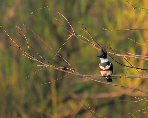 Belted Kingfisher photographed in Argyle, TX Belted kingfisher,Megaceryle alcyon