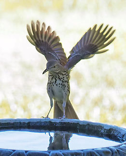 Brown Thrasher N. Central Texas Brown Thrasher,Toxostoma rufum