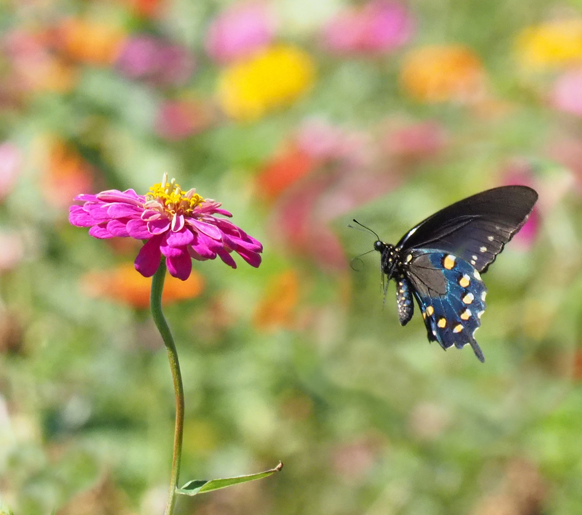 Blue Swallowtail Pipe Vine Swallowtail Battus philenor,Pipevine Swallowtail