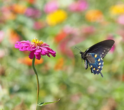 Blue Swallowtail Pipe Vine Swallowtail Battus philenor,Pipevine Swallowtail