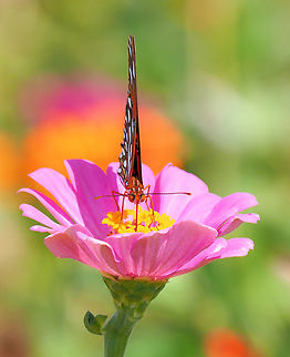 My Skinny Side Gulf Fritillary, Agraulis vanillae Agraulis vanillae,Gulf fritillary