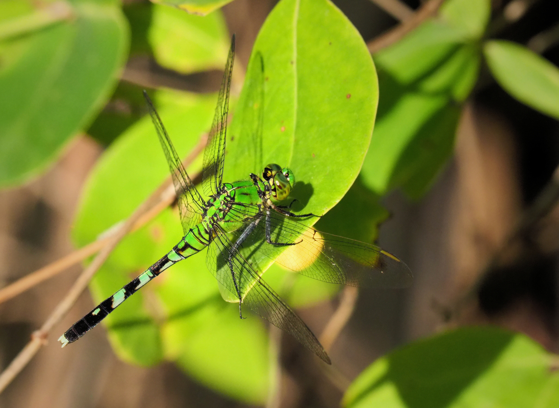 Possible Green Darner green dragonfly Eastern pondhawk,Erythemis simplicicollis,green dragonfly