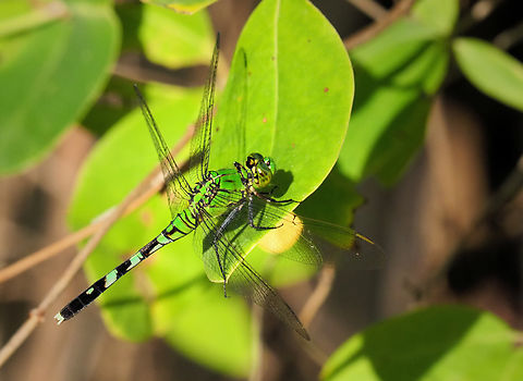 Possible Green Darner green dragonfly Eastern pondhawk,Erythemis simplicicollis,green dragonfly