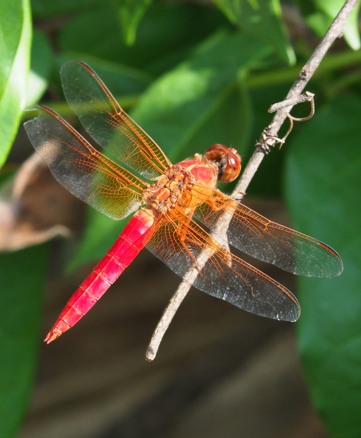 Neon Skimmer (male) females are orange, a little less brilliant. Libellula croceipennis,Neon skimmer