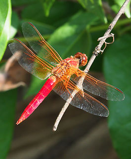 Neon Skimmer (male) females are orange, a little less brilliant. Libellula croceipennis,Neon skimmer