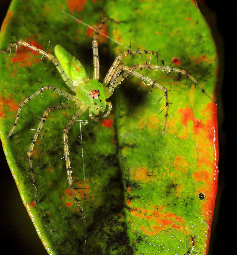 Groovy Green Lynx green lynx spider family Oxyopidae Green lynx spider,Peucetia viridans