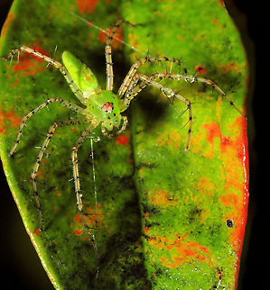 Groovy Green Lynx green lynx spider family Oxyopidae Green lynx spider,Peucetia viridans
