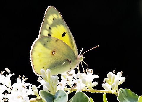 "Colias eurytheme, Orange Sulphur also known as the Alfalfa Butterfly Alfalfa,Colias eurytheme,Medicago sativa,Orange sulphur