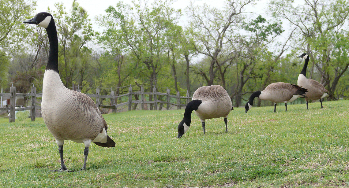 Geese for Geezers in Texas Canada Geese enjoy retirement home facilities. Branta canadensis,Canada goose