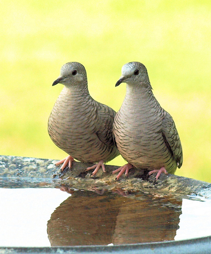 The Love Birds doves seen in N. Texas Mourning dove,Zenaida macroura