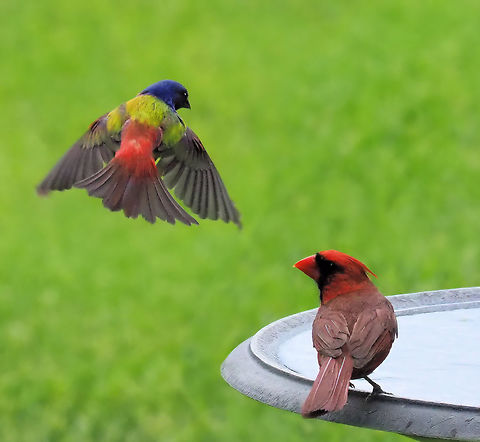 Red Display Painted bunting attempts to join male cardinal  for bath. Painted Bunting,Passerina ciris