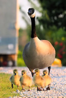 Easter Parade Mother Goose plus four Branta canadensis,Canada goose