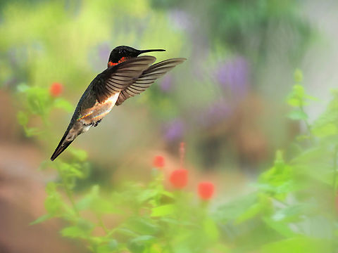 In A Hummer's Garden Male Ruby Throat and home garden flowers. Archilochus colubris,Ruby-throated hummingbird